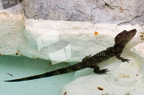 Image of Baby Alligator
