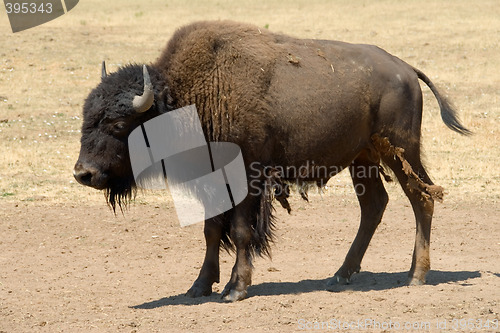 Image of Buffalo