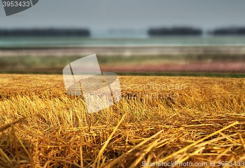 Image of hay straw stack on field