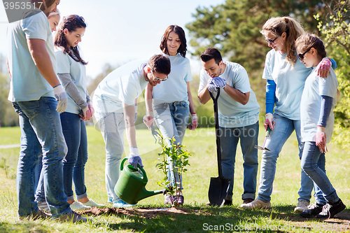 Image of group of volunteers planting and watering tree