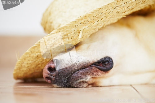 Image of Dog with straw hat