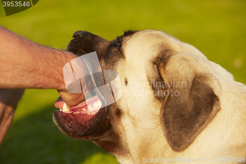 Image of Dog bite