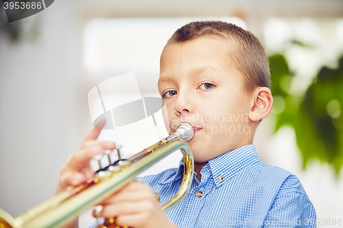 Image of Little trumpeter