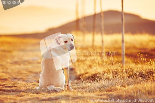 Image of Dog at the sunset