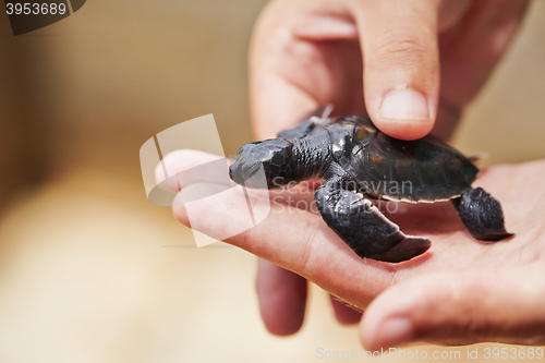 Image of Newborn of turtle