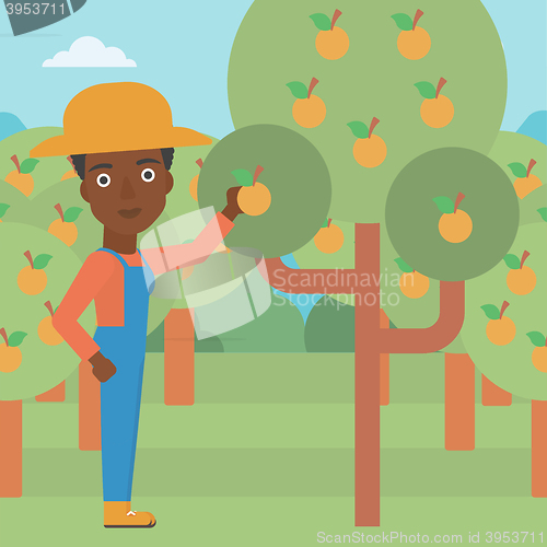 Image of Farmer collecting oranges.