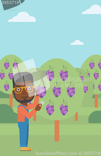 Image of Farmer collecting grapes.