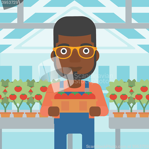 Image of Farmer collecting tomatos.