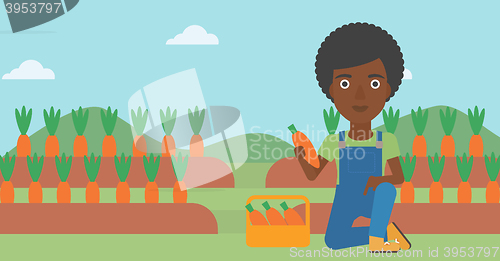 Image of Farmer collecting carrots.
