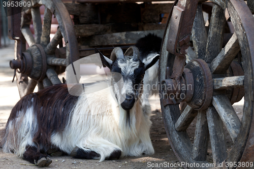 Image of Goat resting under old cart
