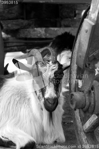 Image of Goat resting under old wooden cart