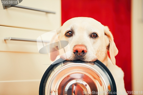 Image of Dog is waiting for feeding.