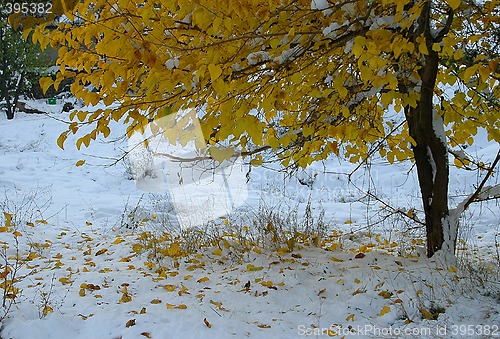 Image of First Snow