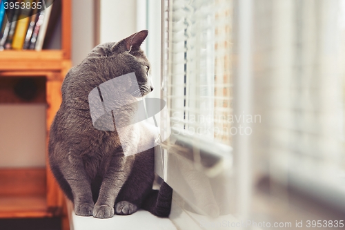 Image of Russian blue cat