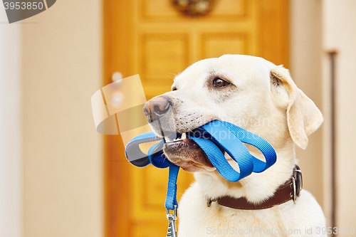 Image of Dog with leash