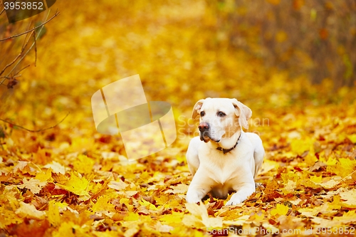 Image of Dog in autumn