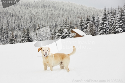 Image of Wintry adventure