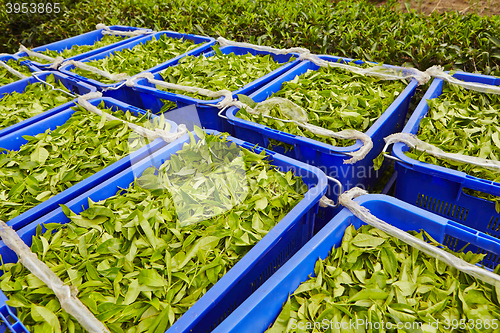 Image of Leaves of tea in boxes