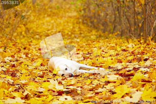 Image of Dog in autumn