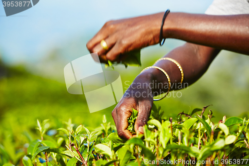 Image of Tea plantation