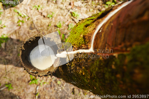 Image of Rubber tree