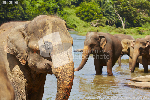 Image of Elephants