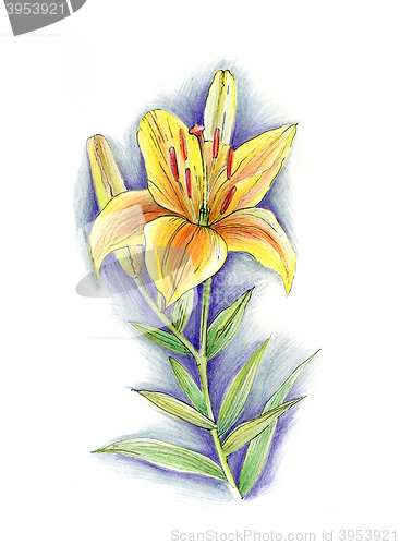 Image of Hand drawn flower of lily 