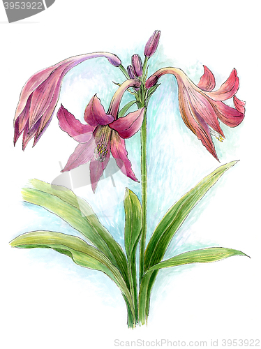 Image of Watercolor flower of lily 