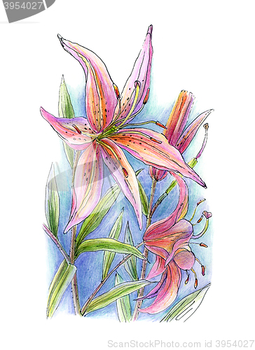 Image of Flower of lily 
