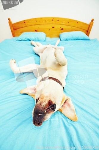 Image of Dog is lying on the bed 