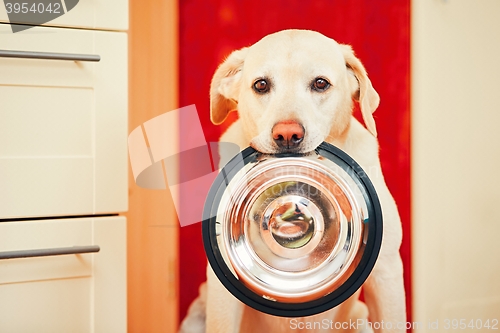 Image of Dog is waiting for feeding.