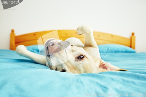 Image of Dog is lying on the bed 