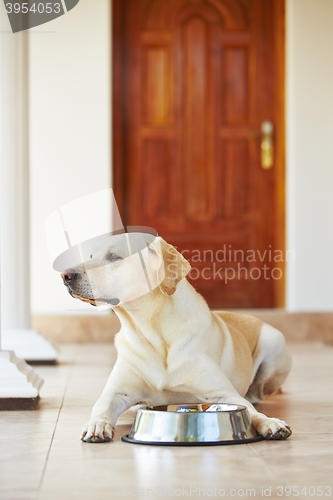 Image of Hungry dog