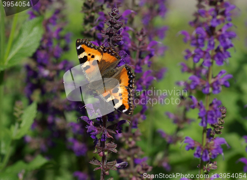 Image of Beautiful butterfly on a flower