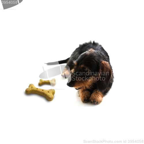 Image of Dachshund with treat