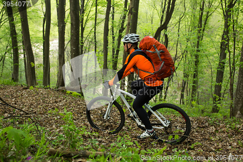 Image of Biker on the forest road