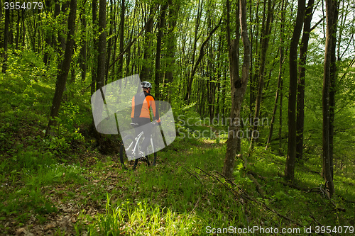 Image of Biker on the forest road