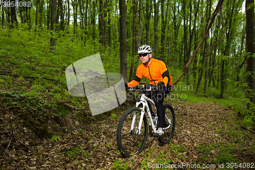 Image of Cyclist Riding the Bike on a Trail in Summer Forest