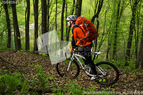 Image of Biker on the forest road