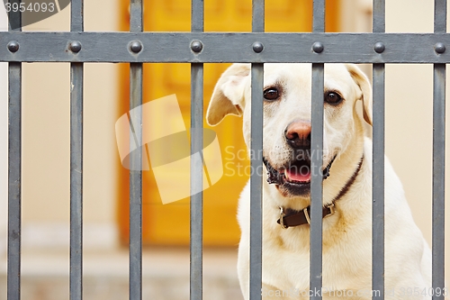 Image of Dog behind the fence