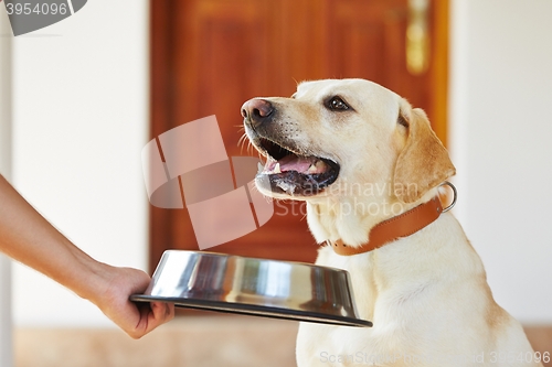 Image of Hungry dog