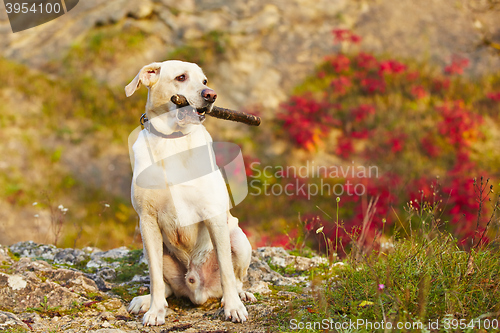 Image of Dog with stick