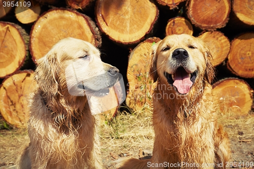 Image of Two golden retriever dogs