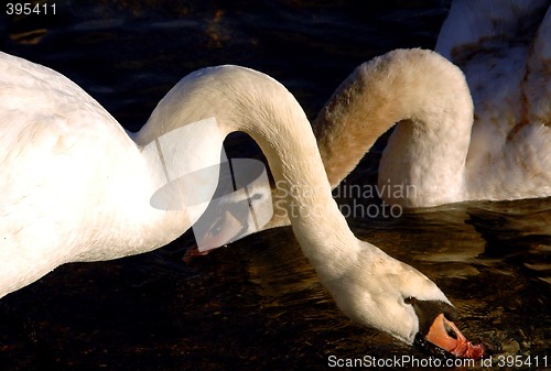 Image of Swans