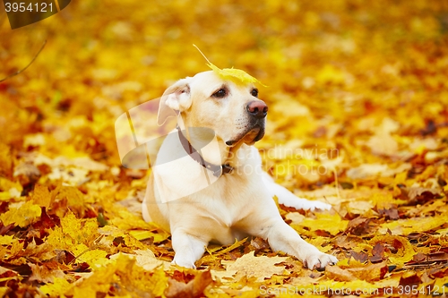 Image of Dog in autumn