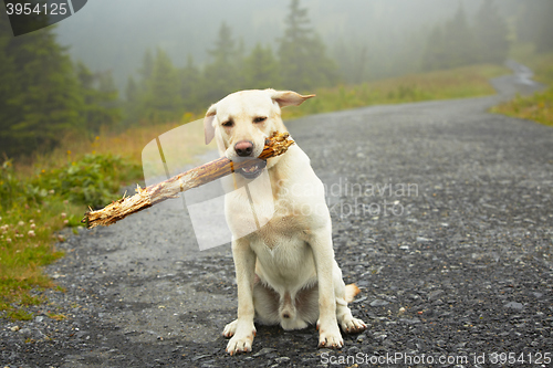 Image of Dog with stick