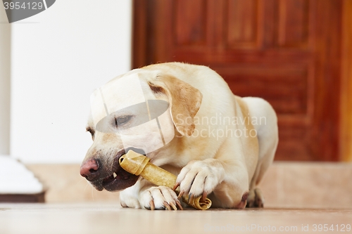 Image of Dog with bone