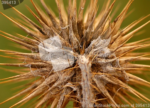 Image of Thistle