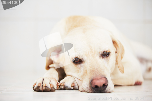 Image of Sad dog