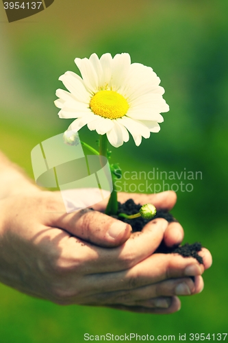 Image of Flower in palm